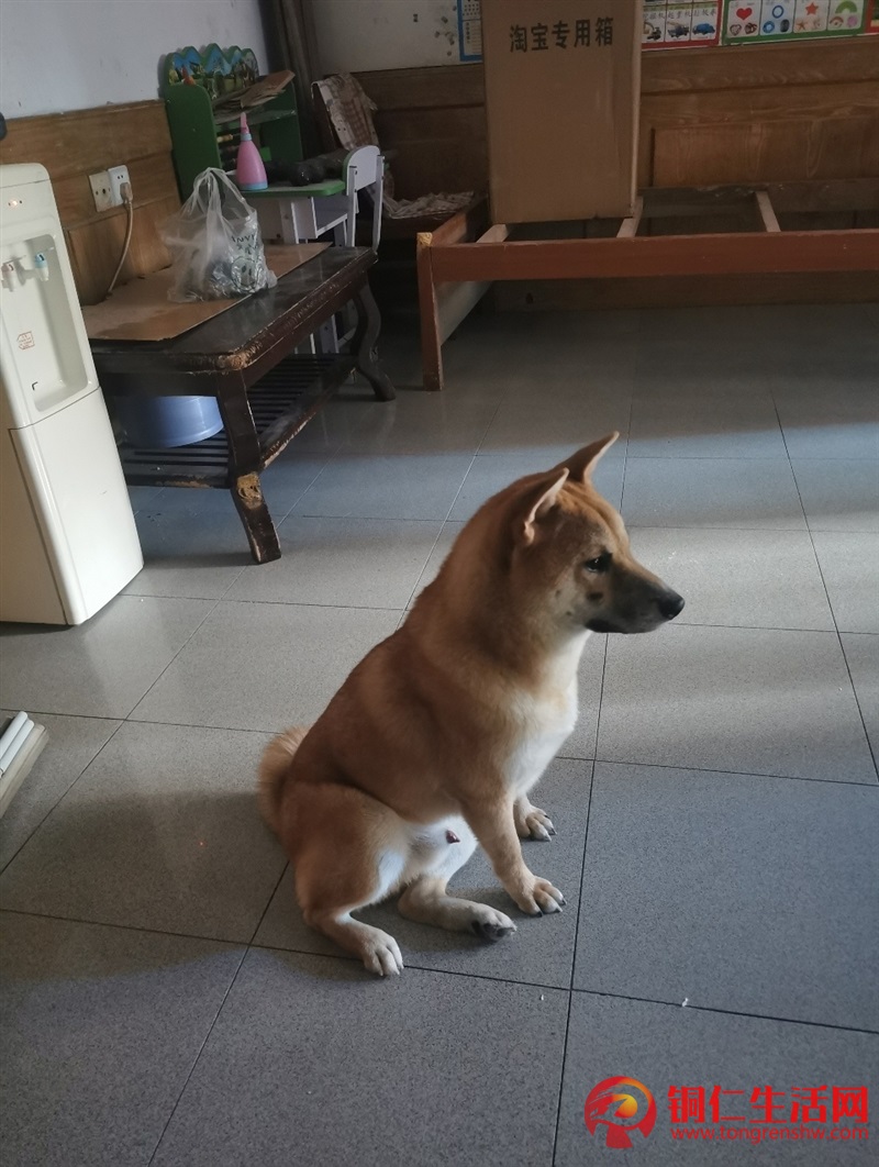 低價出售成年純種柴犬，希望找個好人家 ！